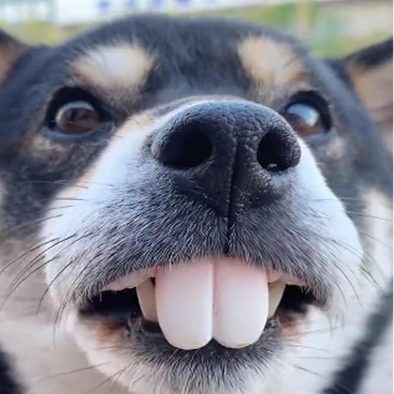 Pet CorgiDog False Teeth Toy R - 3D Printing Tooth recension och pris