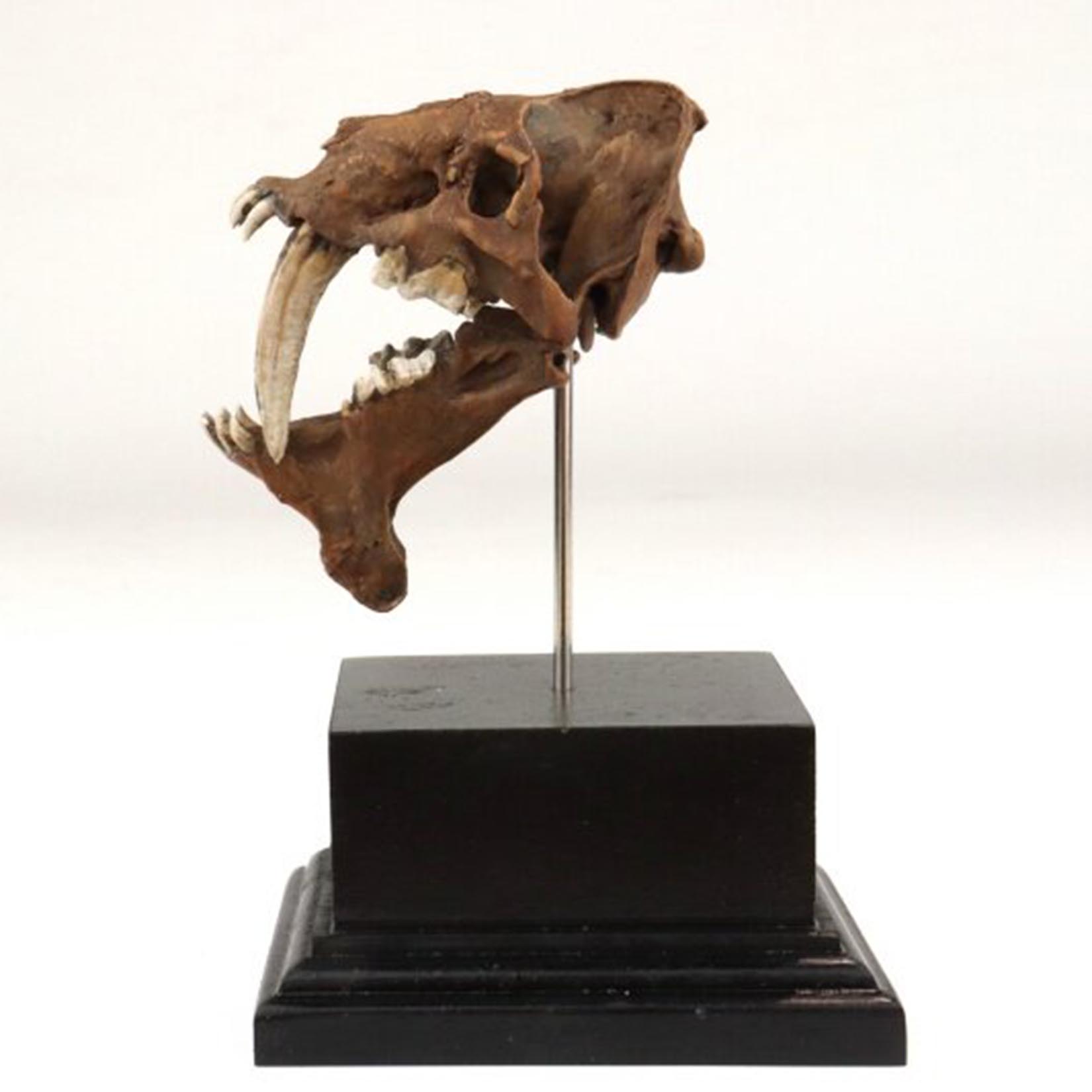 Smilodon Skull Model 3D Printe - 3D Printing Tooth recension och pris