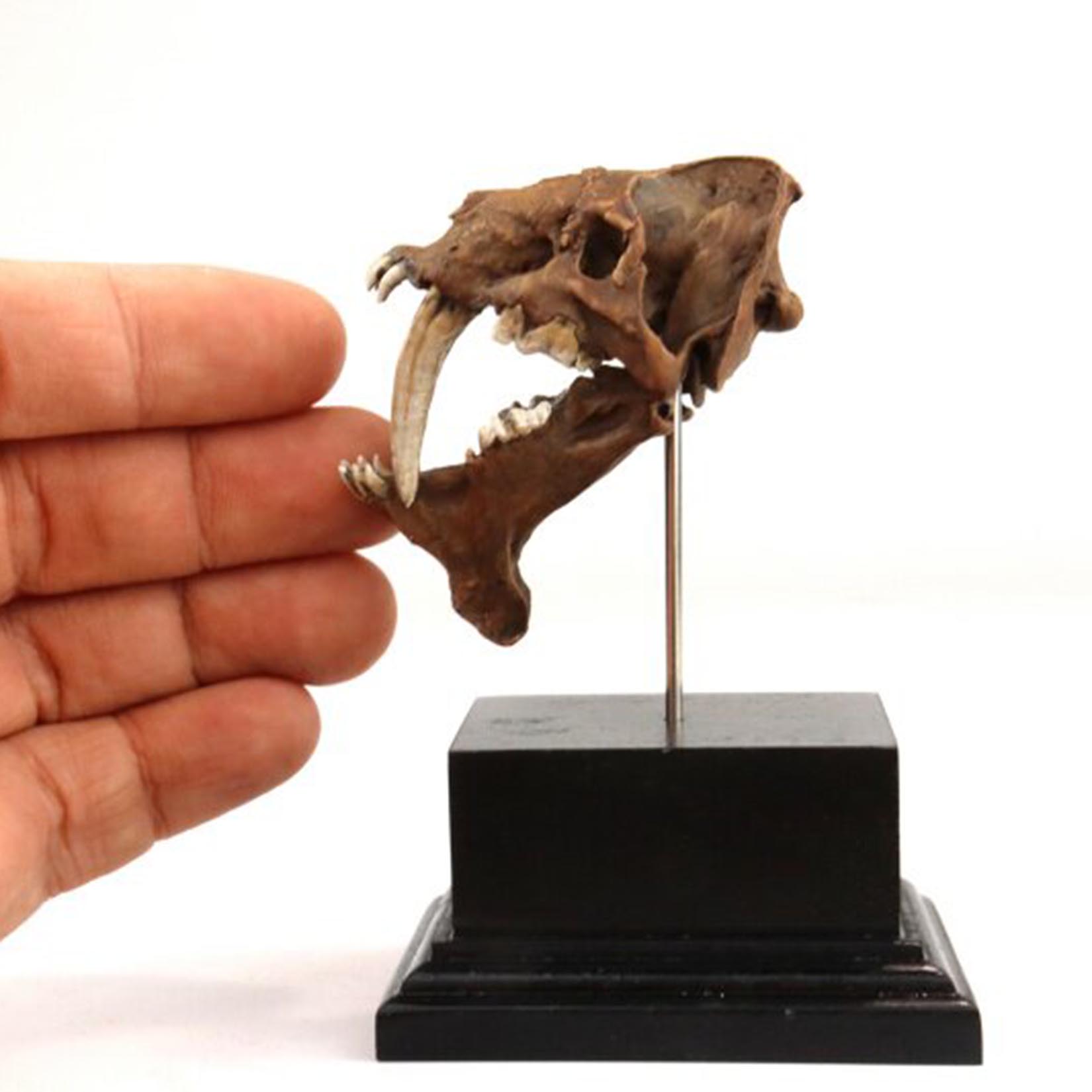 Smilodon Skull Model 3D Printe - 3D Printing Tooth recension och pris