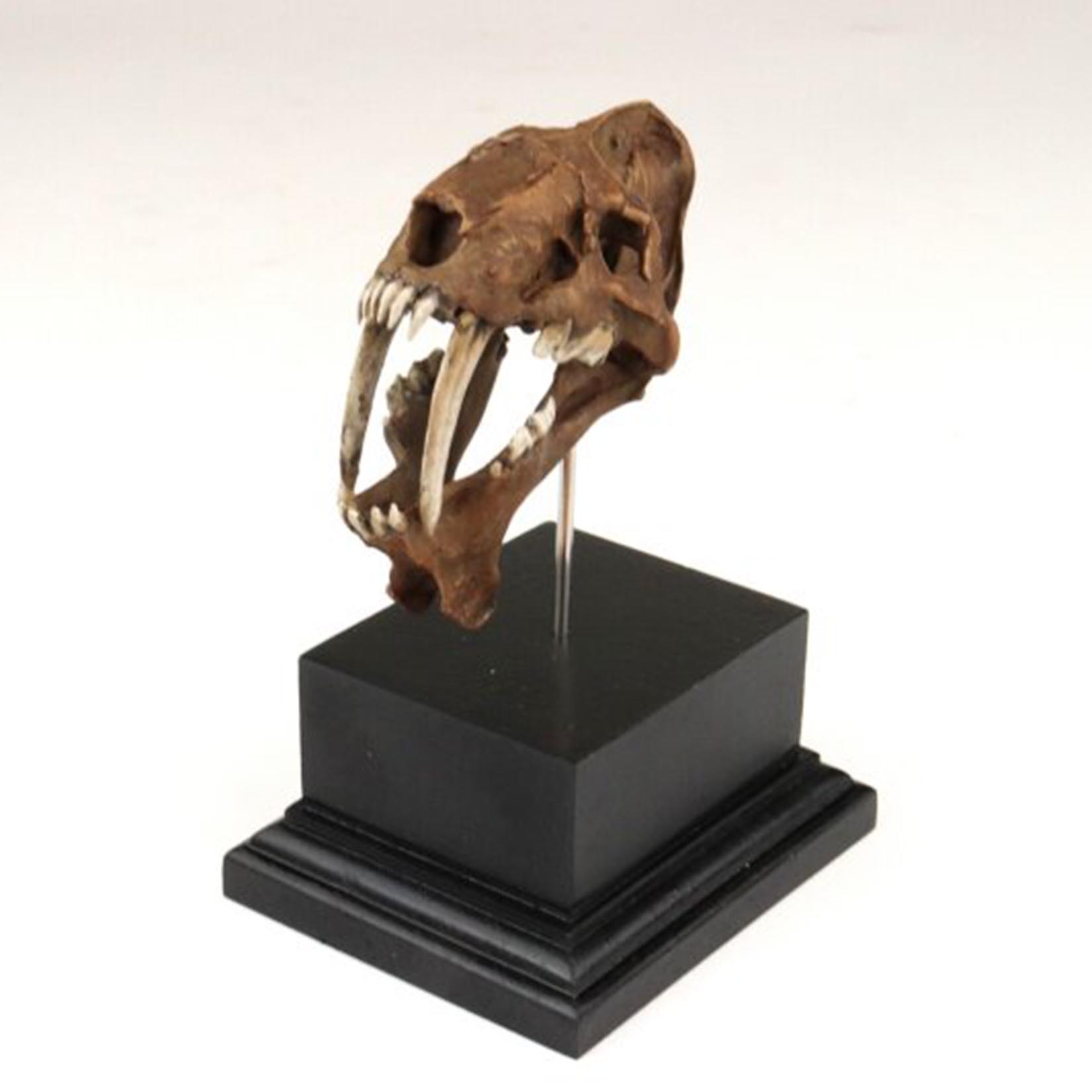 Smilodon Skull Model 3D Printe - 3D Printing Tooth recension och pris